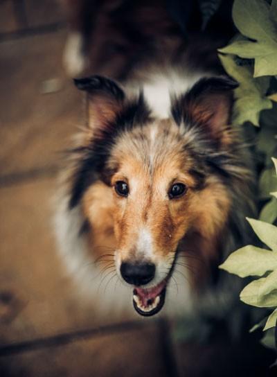 DNA Profil für Hunde CEA kommt bei Collies öfters vor als bei anderen Hunden