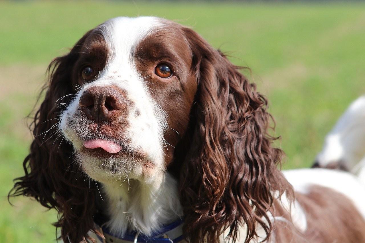 Englischer Springer Spaniel cord1 – PRA